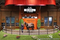 【セレクトセール2026】キタサンブラック×仏重賞馬に2億円…里見治氏が良血牡馬を落札