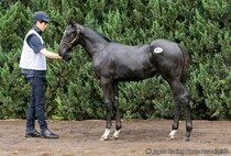 【セレクトセール2026】重賞2勝馬アートハウスの仔1億4000万円…前田幸治氏がコントレイル産駒を落札