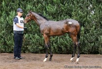 【セレクトセール2026】北米G1馬の孫、エフフォーリア産駒が1億4000万円…ANIMAレーシングが落札