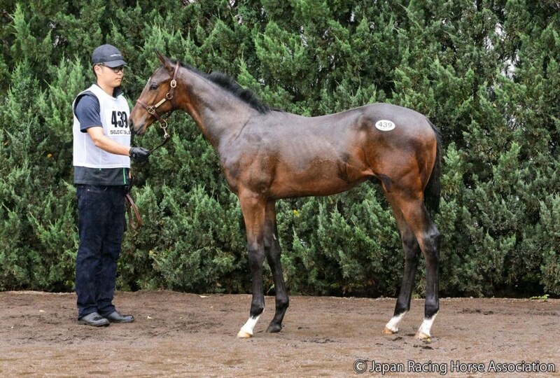 【セレクトセール2026】北米G1馬の孫、エフフォーリア産駒が1億4000万円…ANIMAレーシングが落札
