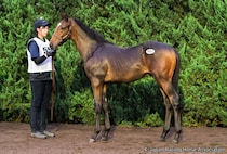 【セレクトセール2026】今年最後の上場馬は1億6000万円…阪神JF2着馬の半弟を田畑利彦氏が落札