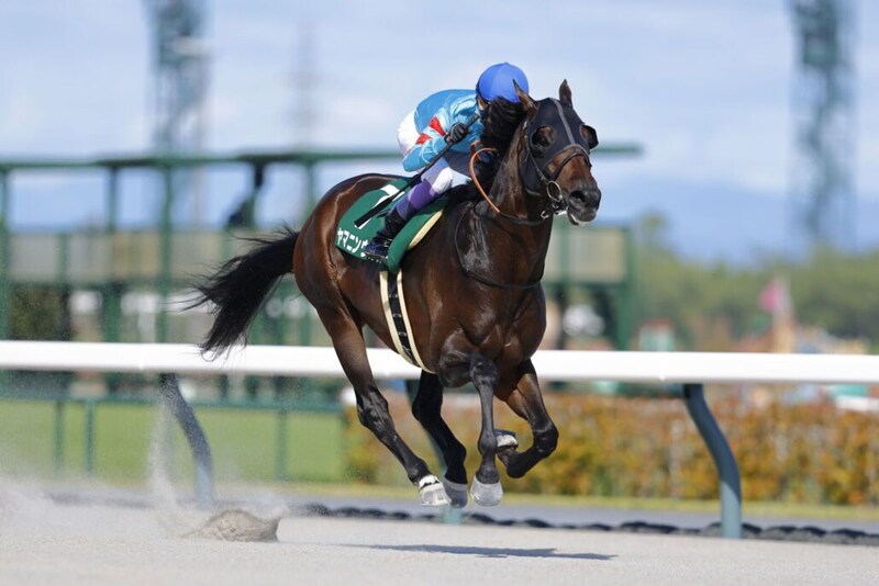 ヤマニンウルスが引退…種牡馬入りの予定