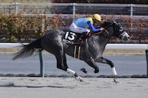 【東海S登録馬】4連勝中ドラゴンテイラーなど14頭