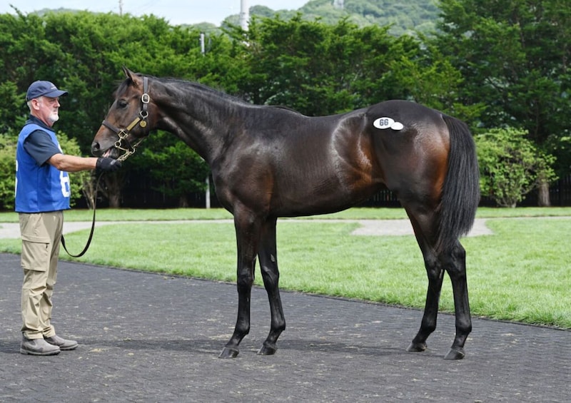 【セレクションセール2026】交流重賞3勝馬の仔、シニスターミニスター産駒が3000万円で落札