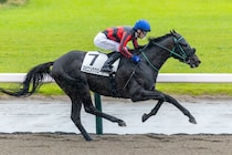 【新潟3R】コレット騎手が2Rに続く連勝…スピニンググローブが5馬身差圧勝