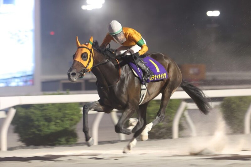 高知史上6頭目の三冠馬誕生!カツテナイオイシサが6連勝で黒潮菊花賞制覇