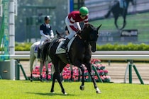 2.8億円ホース・アトミックリーチはデビュー4着…藤田晋オーナー所有、馬名は「麻雀のリーチの極限状態」