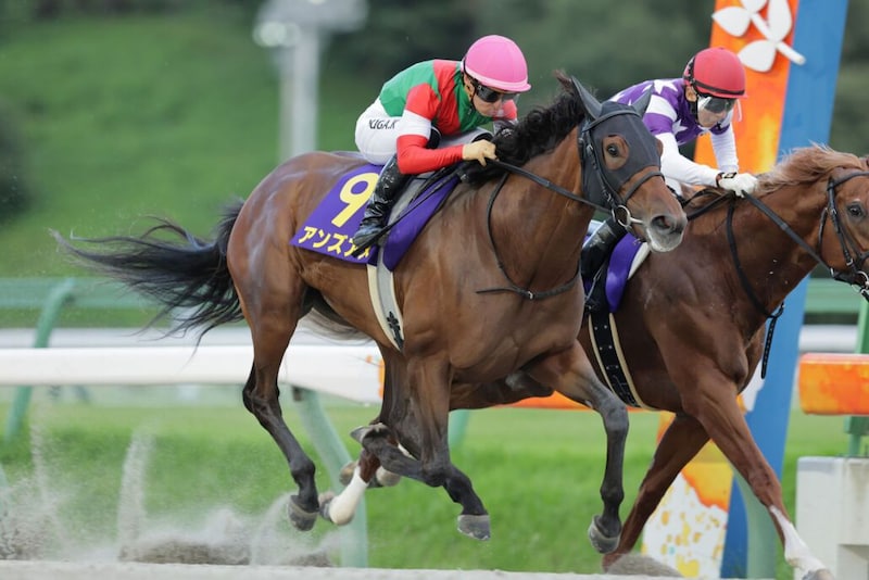 【クラスターC】1番人気アンズアメが測ったような差し切りV…3連勝で重賞初制覇