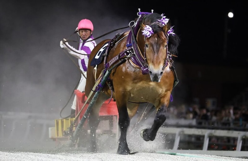 【ばんえいグランプリ】10歳王者メムロボブサップが貫禄V…阿部武臣「負けられない！と思い必死に追った」