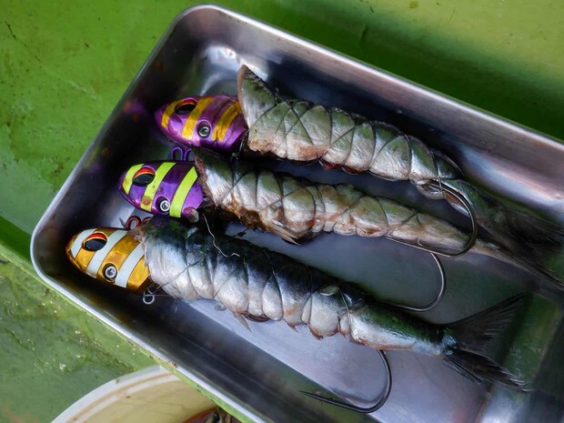 テンヤ釣りの餌のイワシは釣り人が自分で用意する。 ©釣りビジョン