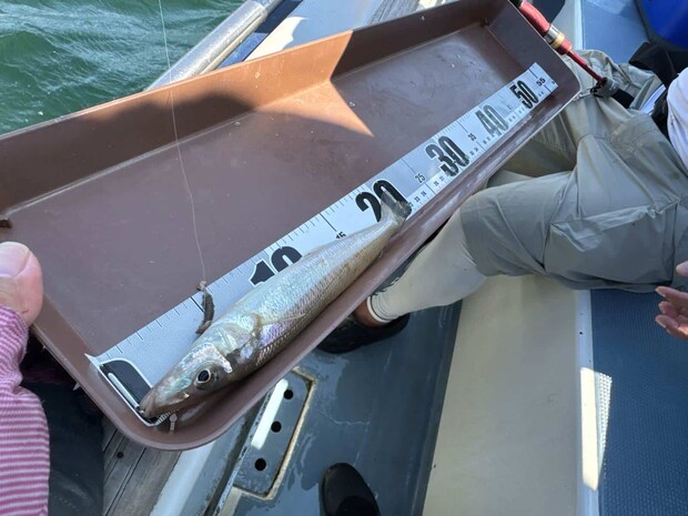 アベレージは20cm前後！ ©釣りビジョン