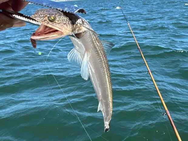 エソも多く上がる、メゴチバサミはあると便利。 ©釣りビジョン