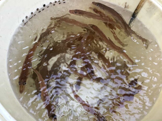 魚桶はどんどん満たされて…。 ©釣りビジョン