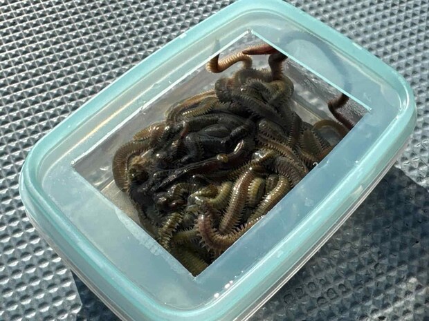 エサのイソメは脱走しない餌箱で釣座に配布される。 &copy;釣りビジョン