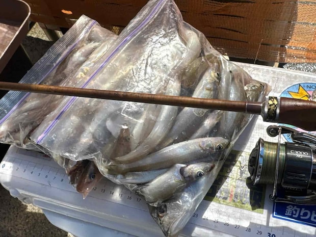 保存バッグ2つ満タンで50匹、平均的な釣果。 &copy;釣りビジョン