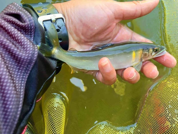 高原鮎は相変わらず香り高く美しい。 ©釣りビジョン