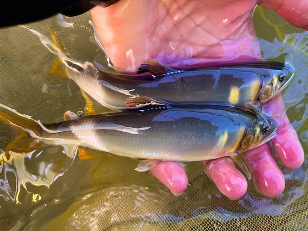 水温が上がりアタリの強い連チャンも！ &copy;釣りビジョン
