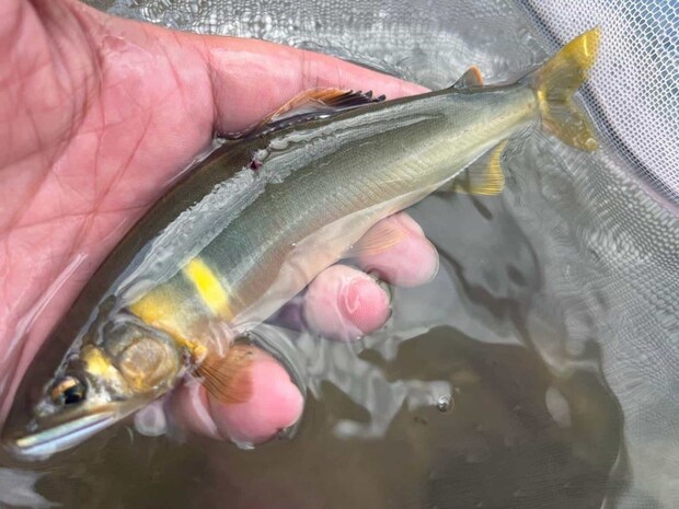 上流の瀬でも強烈なアタリで連発だ！ &copy;釣りビジョン