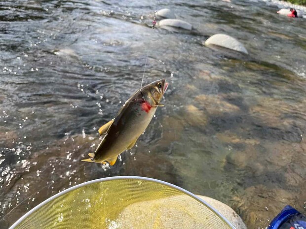 背掛かりが多く7連チャン！追いも強く型も揃っている。 &copy;釣りビジョン