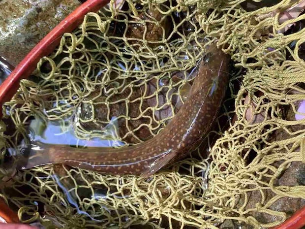 名に負うとおり、岩から分泌された金の雫。 ©釣りビジョン