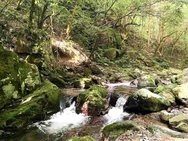 写真では伝わらないが、ここまで来る道中、本気の蜘蛛の巣に難儀した。 ©釣りビジョン