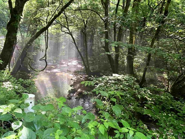 紙祖川、幽玄の渓。 &copy;釣りビジョン