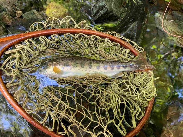 夏山女魚、大きさは問題じゃないんだ。 ©釣りビジョン