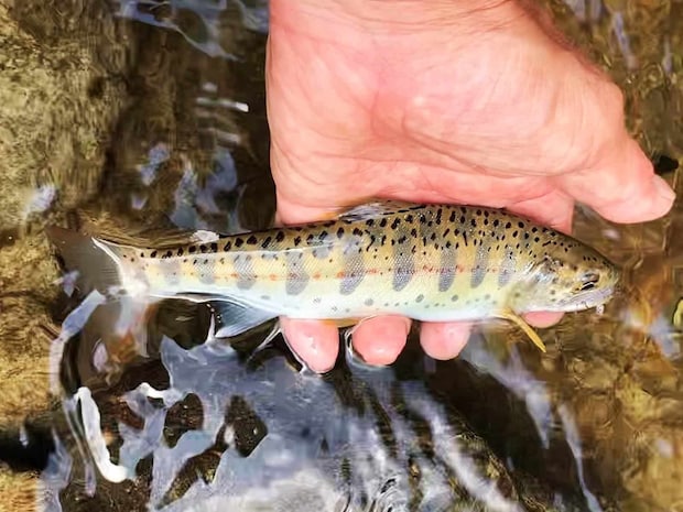 一里一匹の完成。 &copy;釣りビジョン