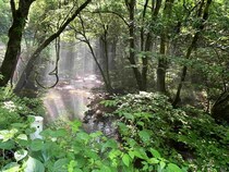 喜寿のフライマン、ファールドリーダーで〝一里一匹〟の夏山女魚を釣る