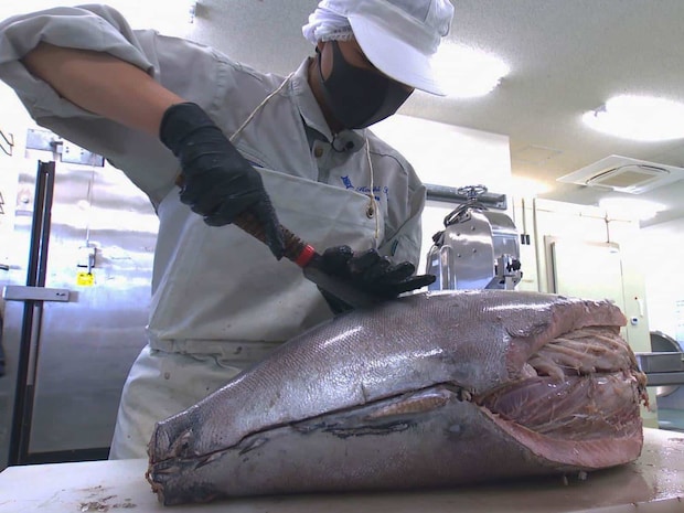 授業でマグロを解体。慣れた手つきで捌いていく。&copy;釣りビジョン
