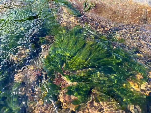 12番に移動すると長く伸びたアオノロが増えた。 ©釣りビジョン