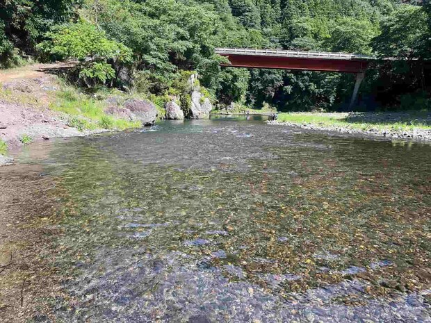 橋下の深みから浅場にかけて多くの鮎の姿が見られた。 ©釣りビジョン