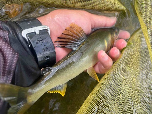 神流川の鮎は背鰭が長く粘りの引きを味合わせてくれる。 ©釣りビジョン