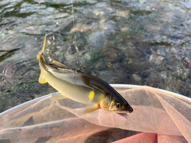 夕方にかけ背掛かりも増えた。 ©釣りビジョン