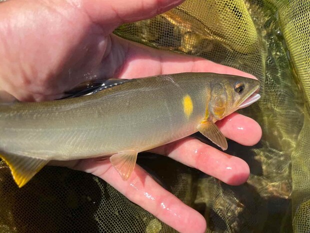 バッキューン！サイコーの引きの鮎だ！ ©釣りビジョン