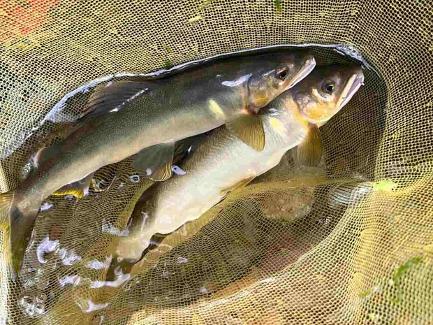 活性が上がり連チャンも！ ©釣りビジョン