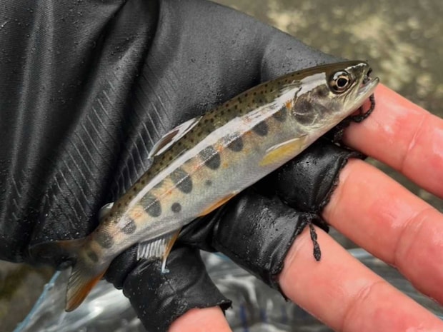 こちらがファーストフィッシュのアマゴ！渓流ルアーを二回りくらい大きくした程度のサイズだが、魚体のコンディションは抜群だ。©釣りビジョン