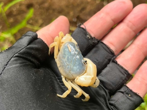 支流にはサワガニの姿も。&copy;釣りビジョン