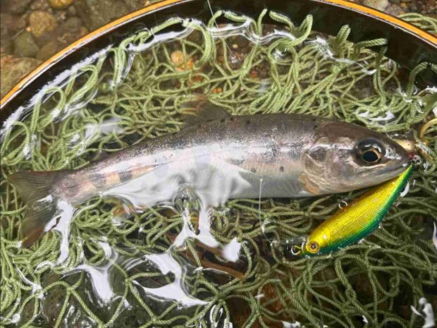 そろそろ退渓かなと思ったところで、重量感のあるアタリ！体高のある美しい一尾だった。&copy;釣りビジョン