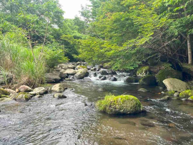本流を諦め、逃げ込んだ支流の渓相。ルアーで狙うのも申し分なさそうな水量だった。&copy;釣りビジョン