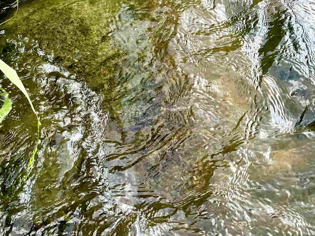 足元の石には多くのハミ跡が見られ、鮎の跳ねも！ ©釣りビジョン