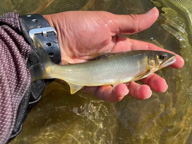 野鮎に変わればペースアップで連チャンも！ &copy;釣りビジョン