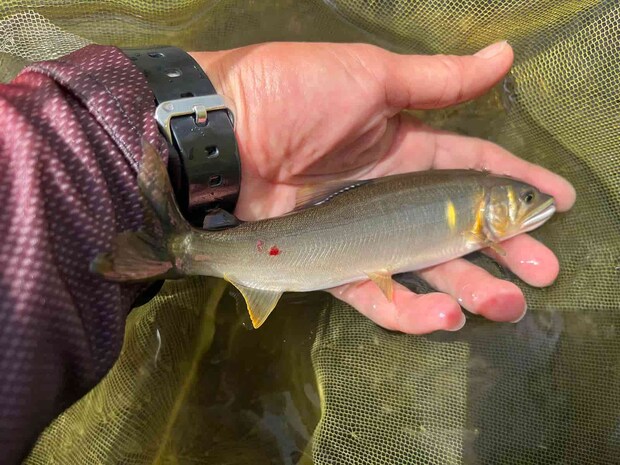 掛かりどころは悪かったが、早速来た九頭龍鮎！ ©釣りビジョン