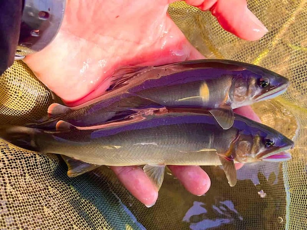 引き抜群の良型鮎が連発！ &copy;釣りビジョン