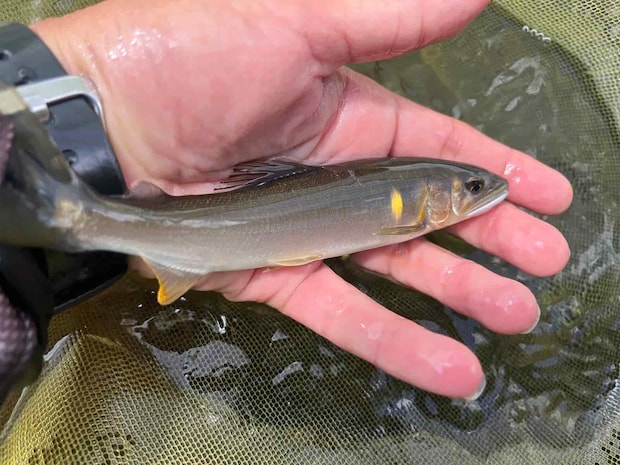 流れの緩い浅場は小型の鮎が連発で移動を！ &copy;釣りビジョン