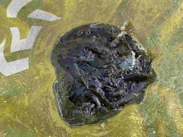 午後の釣果！聖地九頭竜川では引き、型、数共に大満足な釣行となった。 &copy;釣りビジョン