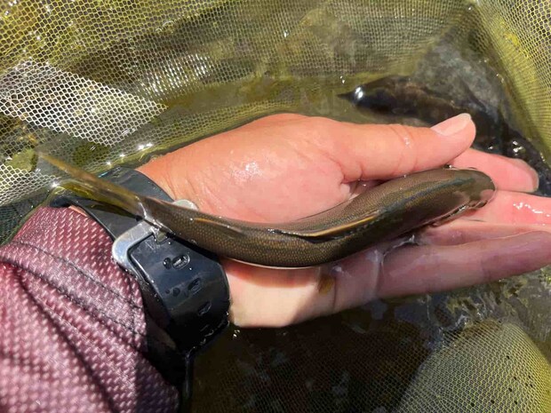 海産鮎は背中がシュッと角が立っている。 &copy;釣りビジョン