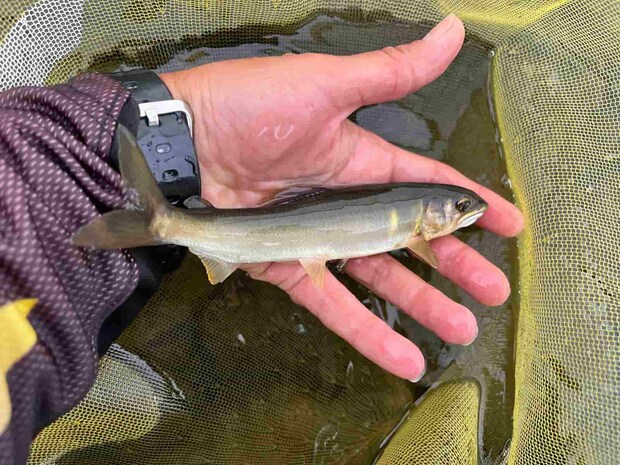 やっときた1尾目！朝は白っぽく小ぶりなものも混ざった。 ©釣りビジョン