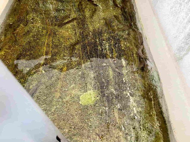 谷口オトリ店には常に元気な天然鮎が用意されている！ポイントの相談にも丁寧に乗ってくれるので安心して釣り場に向かえる。 &copy;釣りビジョン