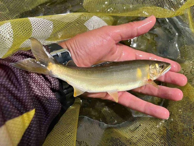 気温も上がってきた頃、支流北川のジャラ瀬では良型鮎が飛び出した！抜群の引きで追星も美しい！ &copy;釣りビジョン